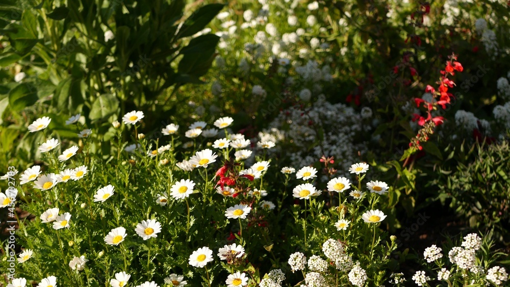 Pink soft daisy flower blossom, delicate marguerite. Natural botanical close up background. Wildflow