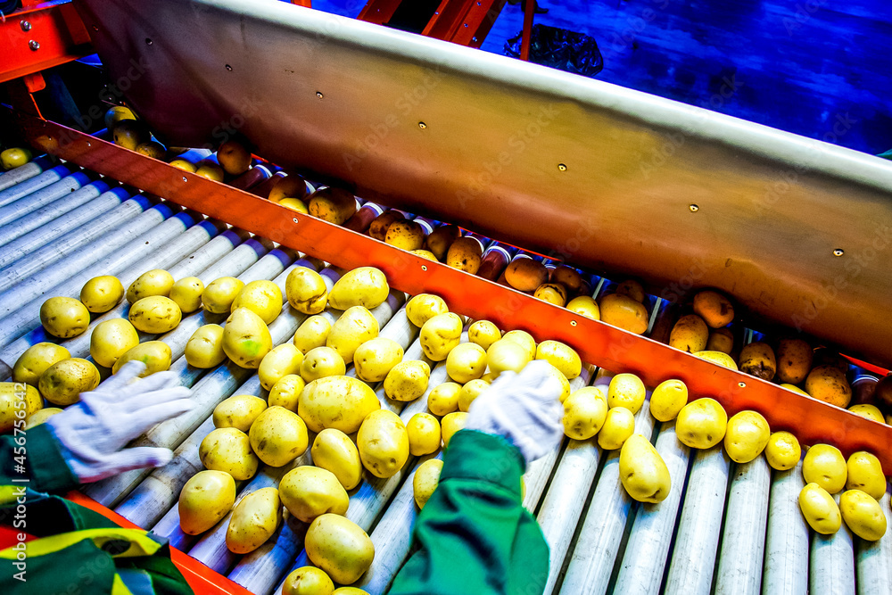 Potatos sorting processing and packing on factory