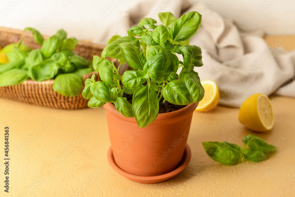 Fresh basil in pot on table