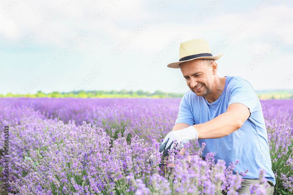 Farmer taking care of beautiful lavender field