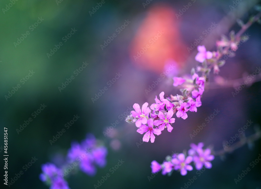 美丽的丁香花在秋天