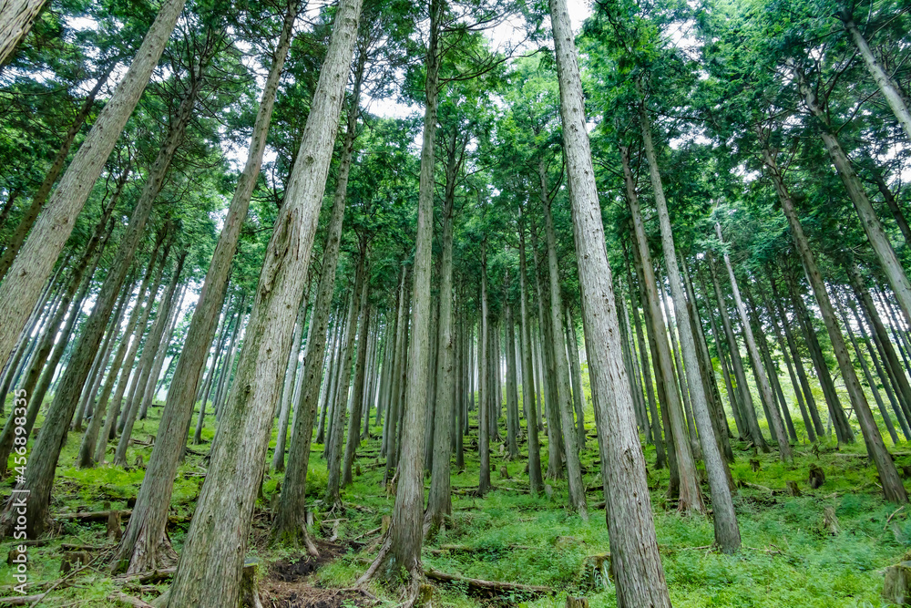 新緑が綺麗な瑞々しい杉林