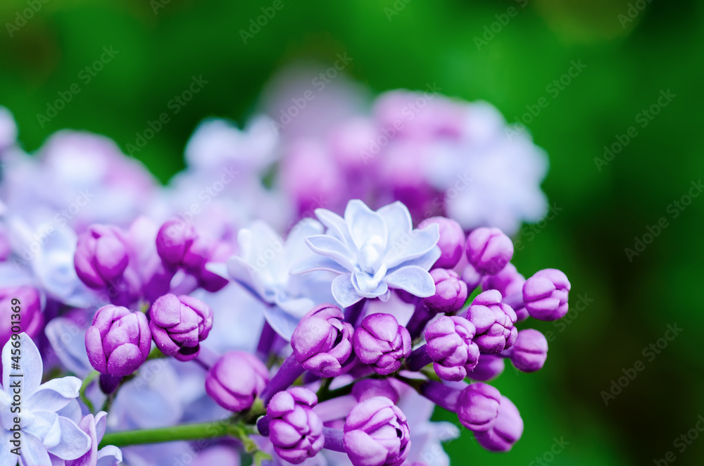 Lilac flowers macro