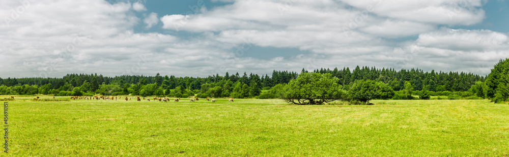 Landschaft mit Kühen in der Rhön