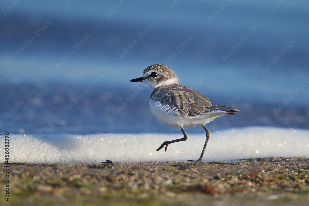 A very close-up photo of a Kentish plover (Charadrius alexandrinus) in winter plumage was shot on th