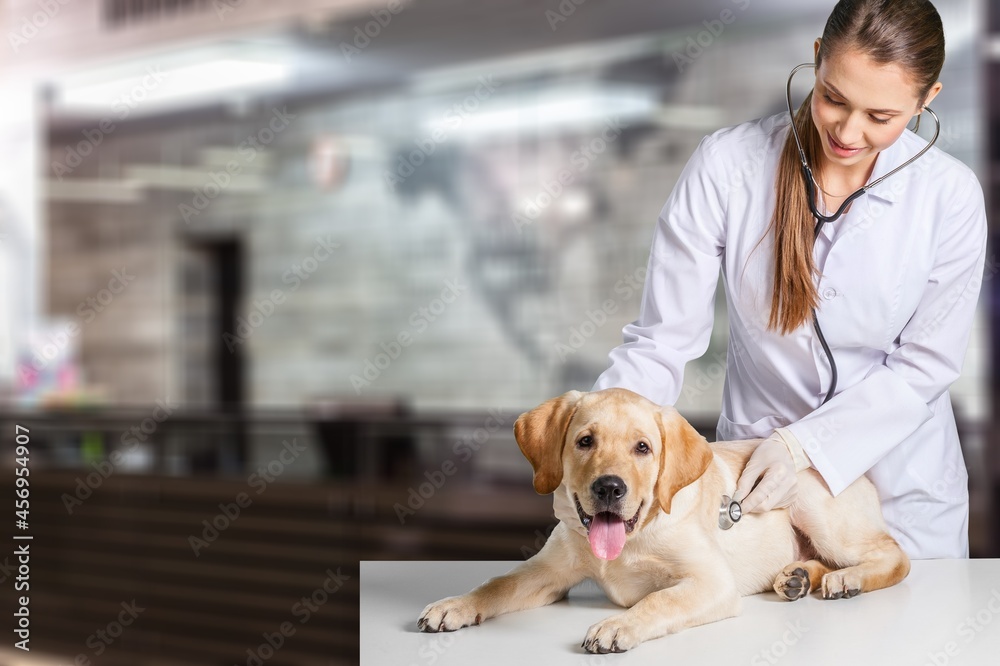 Young veterinarian checking up the dog on table in a veterinary clinic.