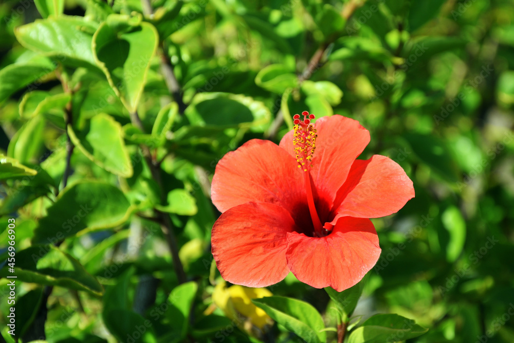 背景为芙蓉花或中国玫瑰（拉丁语：Hibiscus rosa sinensis）