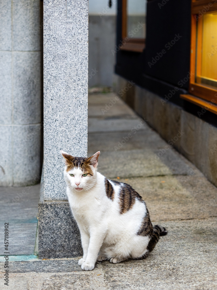 路地裏の猫