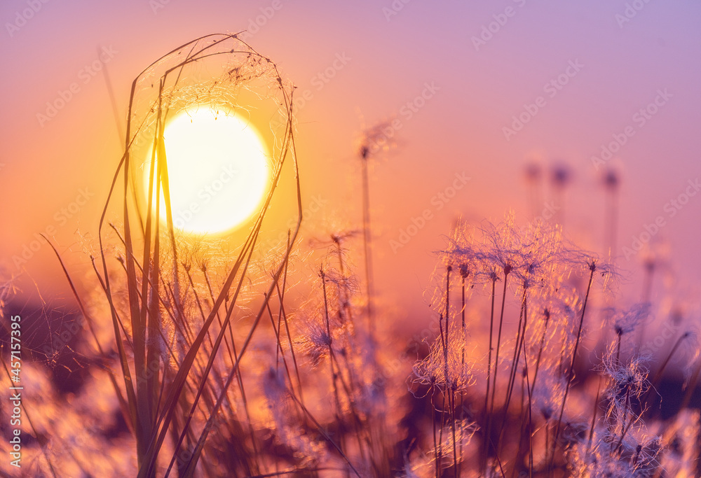 棉花草和太阳。