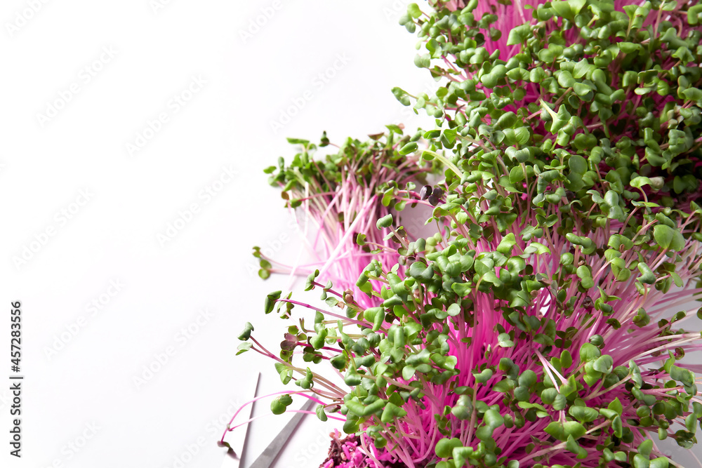 Fresh micro green on white background, closeup