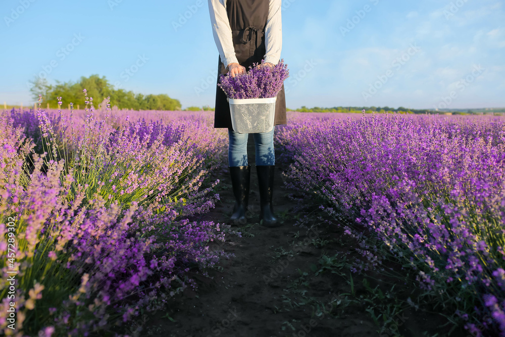 Female farmer holding basket with lavender flowers in field