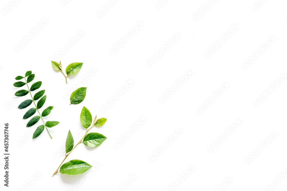 Green leaf branches isolated on white. Top view