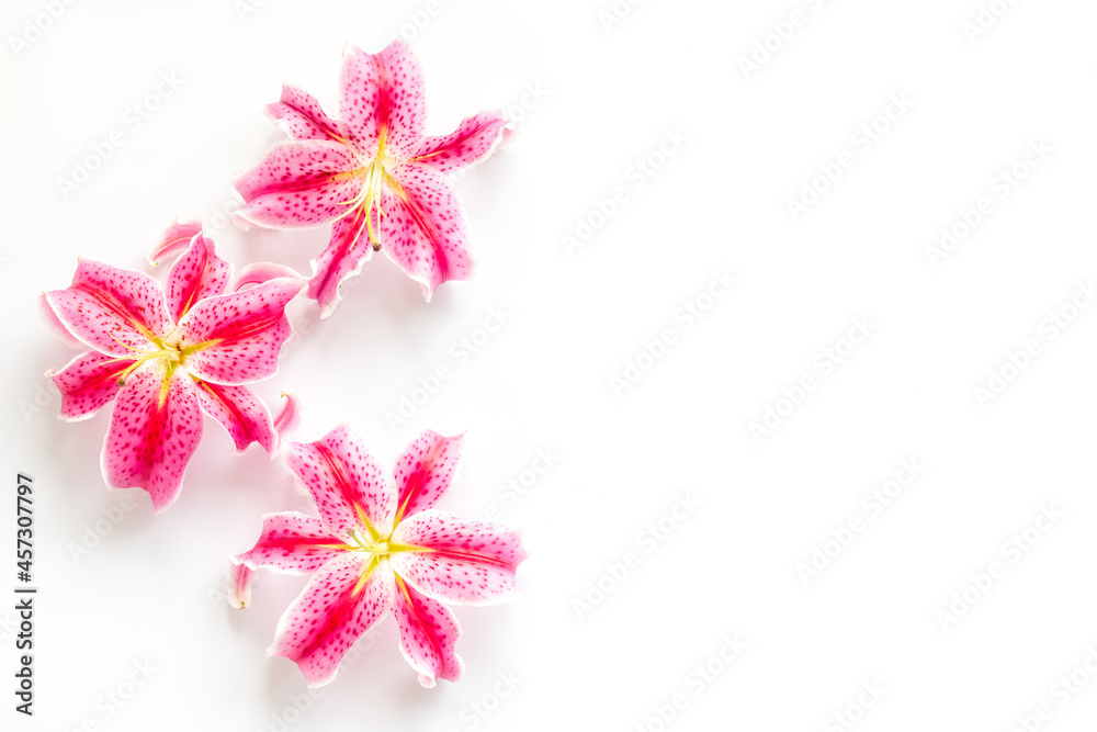 Pink purple lily flowers isolated on white background