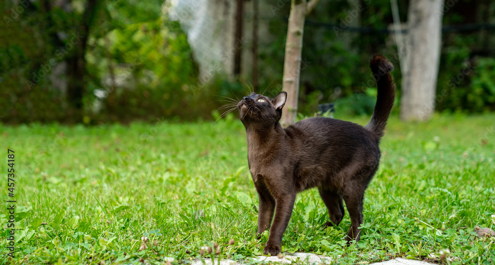 Cute cat outside. Portrait of a brown cat hunting at the green grass. Cat is looking attentively at 