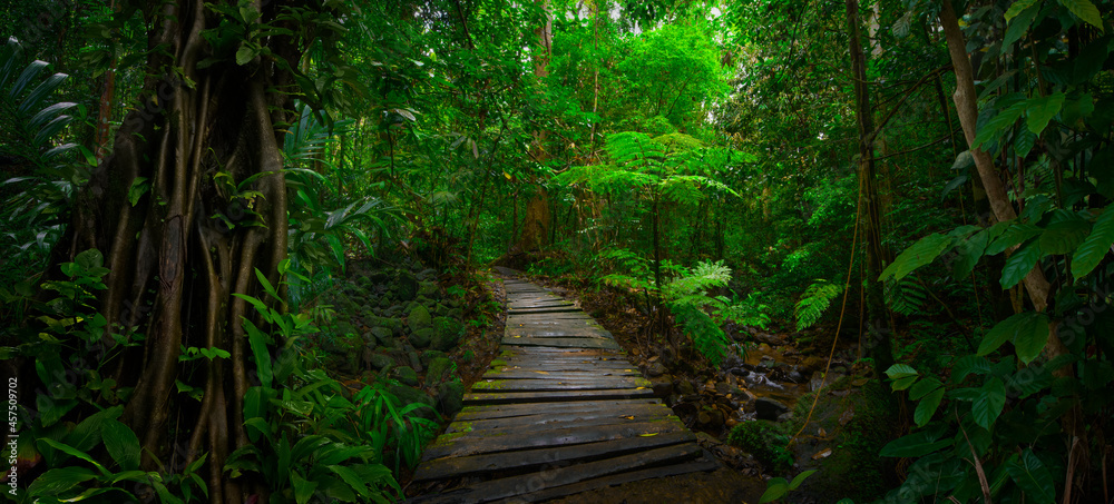 Tropical jungles of Southeast Asia in august