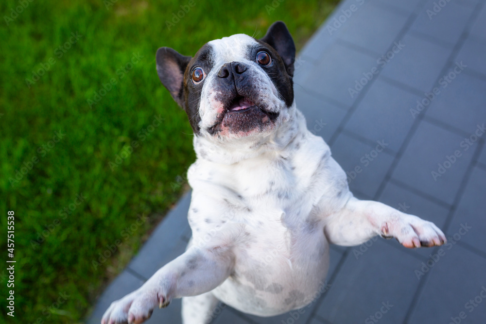 法国斗牛犬用两条腿领奖