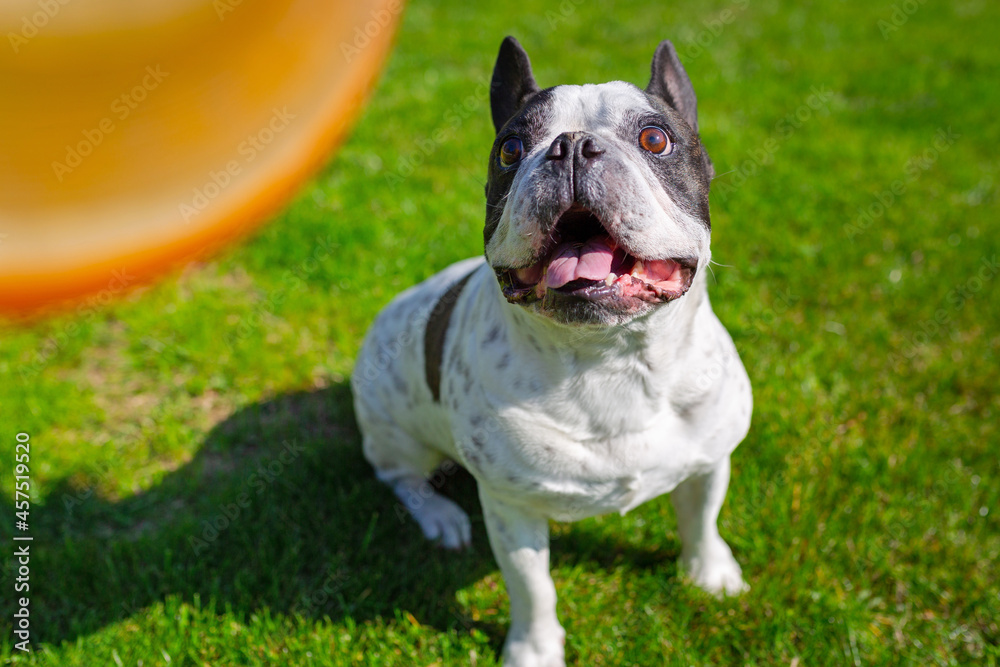 法国斗牛犬在阳光明媚的花园里玩飞盘