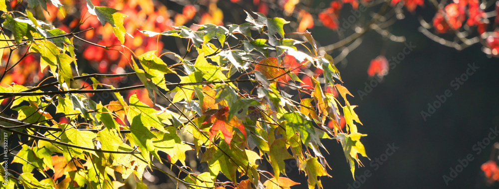 Beautiful maple leaves in autumn season.