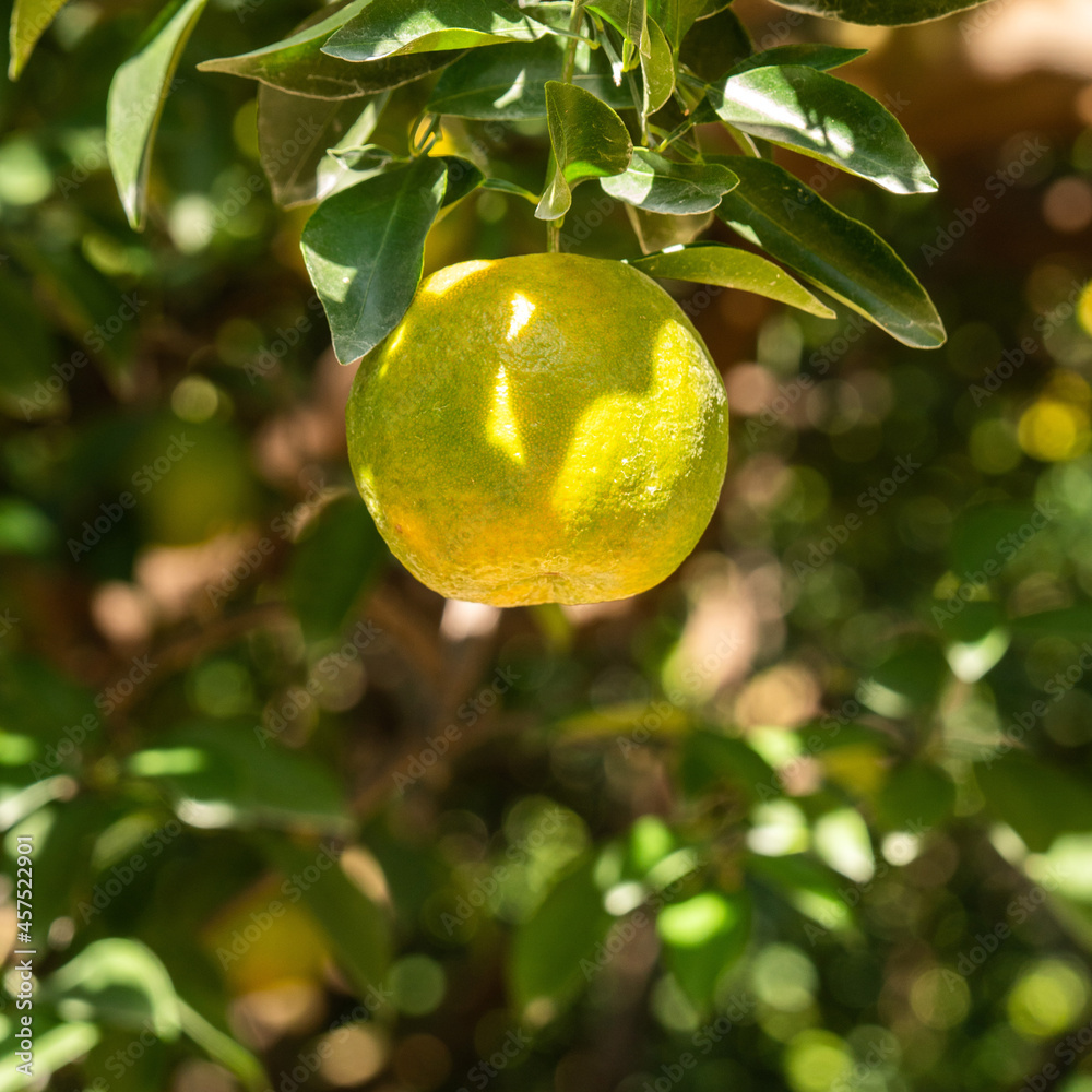 Fresh ripe tangerine orange on the tree in the orange garden orchard.