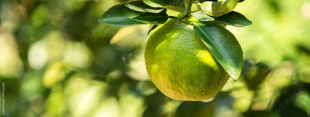 Fresh ripe tangerine orange on the tree in the orange garden orchard.