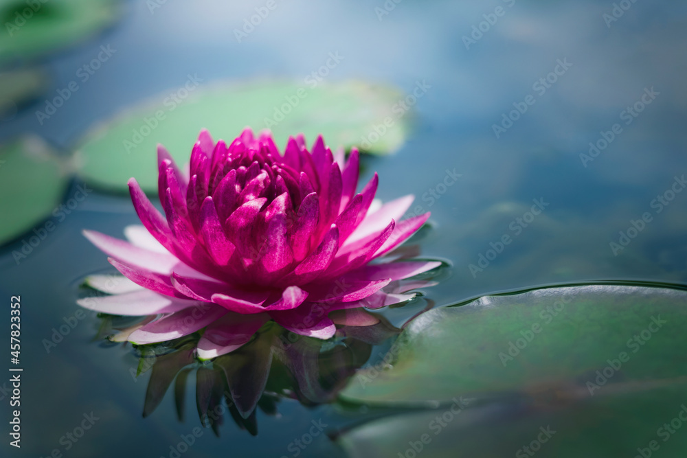 beautiful pink lotus in pond