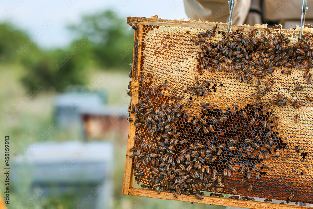 Beekeeper with honey frame at apiary