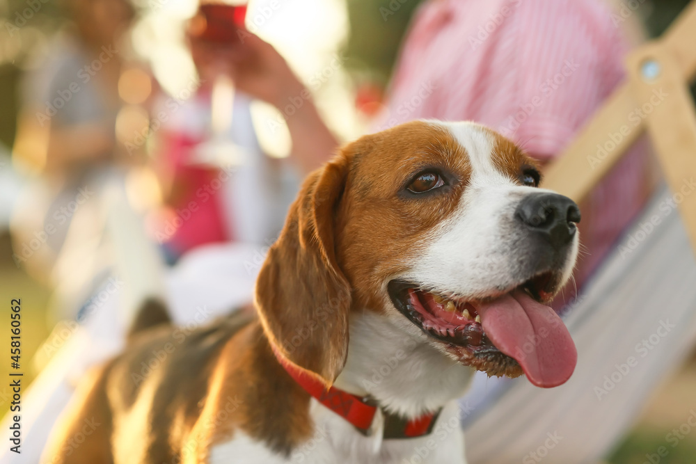 Cute Beagle dog with family outdoors