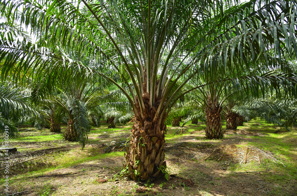 Palm oil plantation growing up.