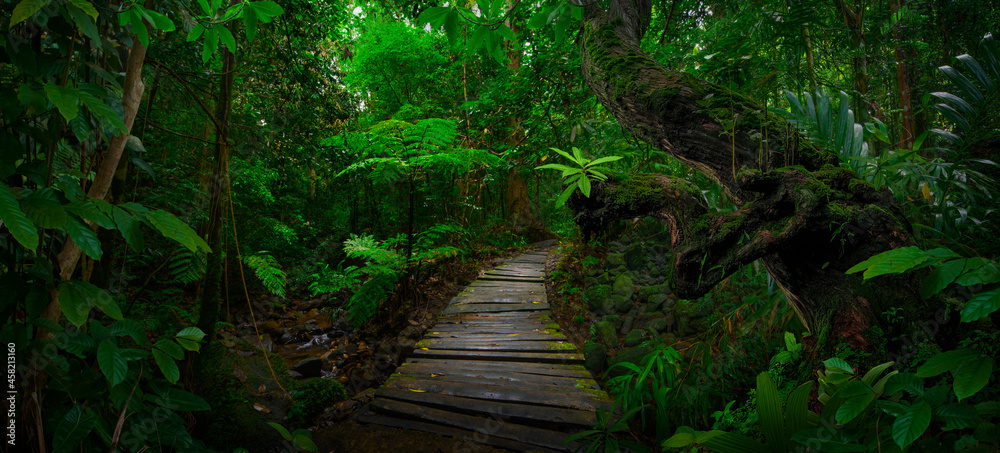 Tropical jungles with fog of Southeast Asia