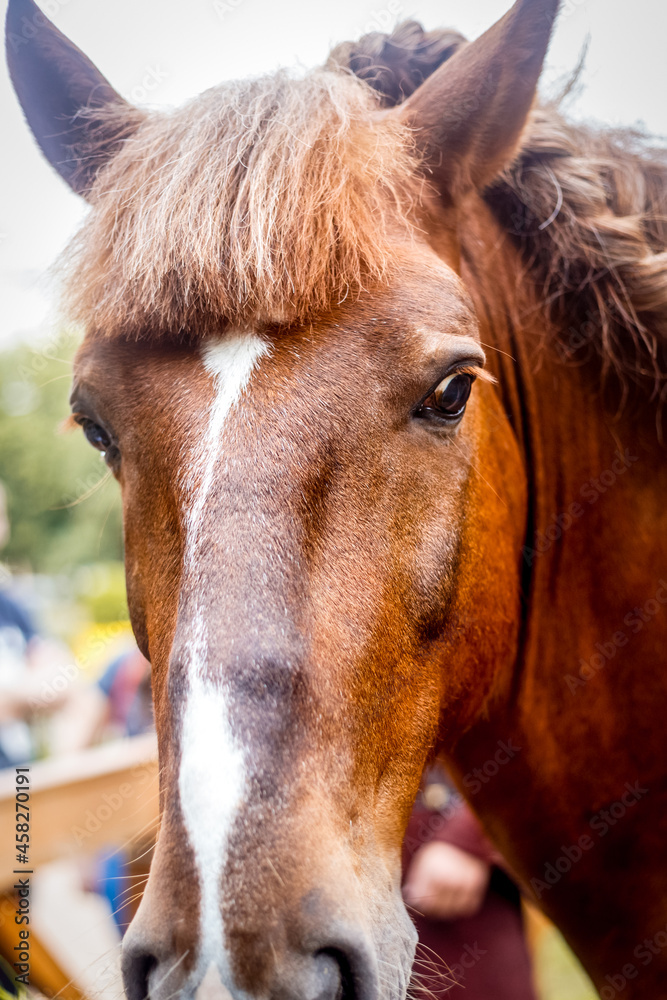 horse detail, head and eye