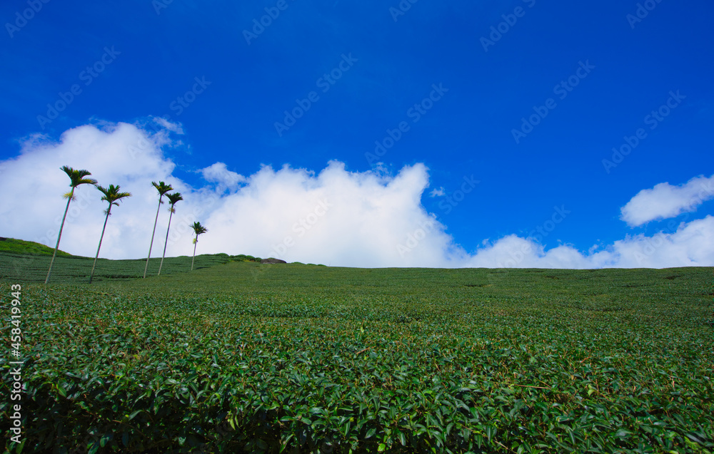 山顶上的茶园经常被云雾笼罩。梅沙碧湖山茶园