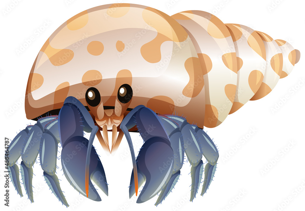 Hermit Crab in cartoon style on white background