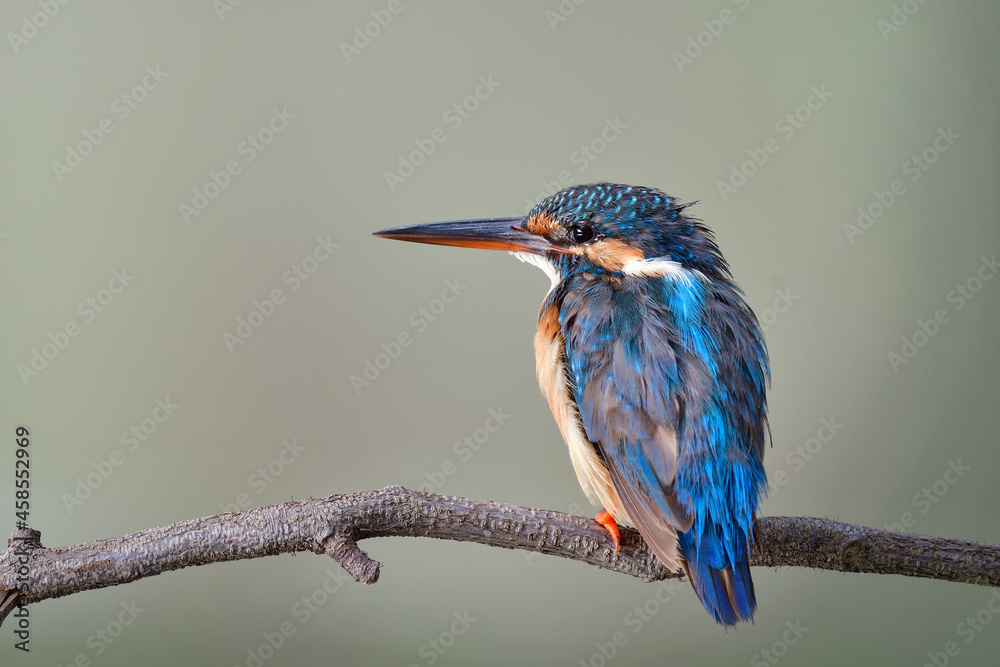 young blue bird with juvenile plumage during visiting to Thailand in rainny to winter season, Common