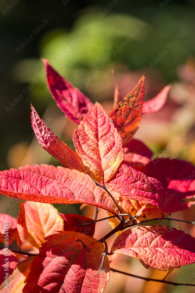 Red leaves on a branch