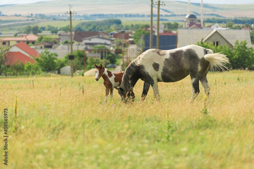 Horse chils and mother horse her beautiful foal on a field