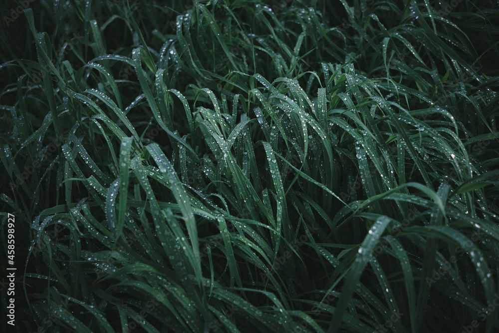 美丽的深色绿草背景，带露珠