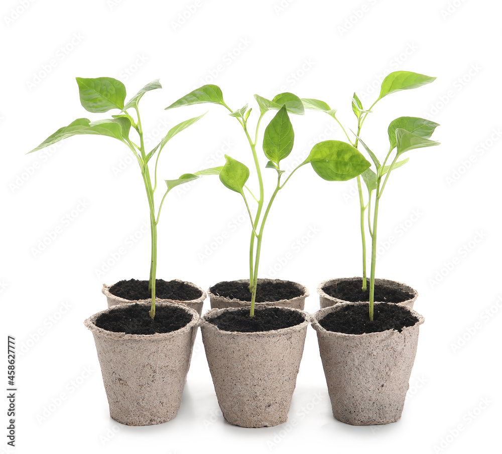 Plants seedlings in peat pots on white background