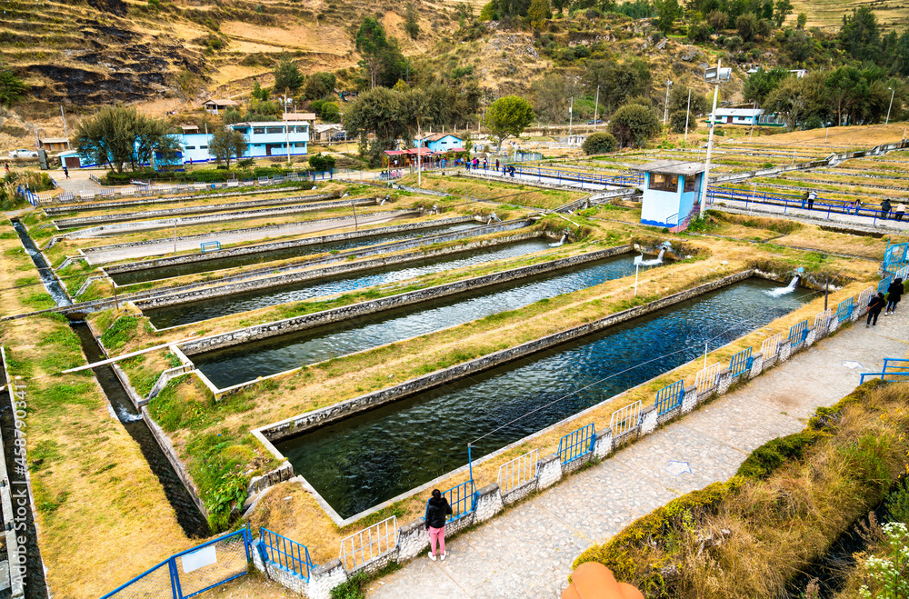 Trout fish farm at Ingenio in Junin, Peru