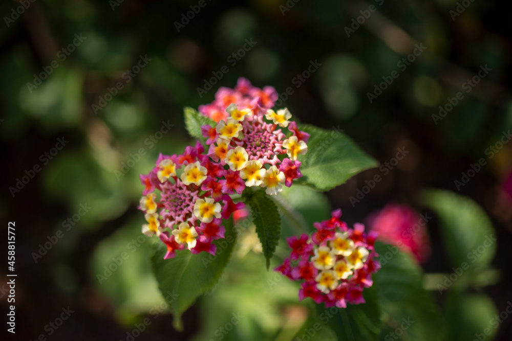 tree verbena, Lantana camara. macro close-up.