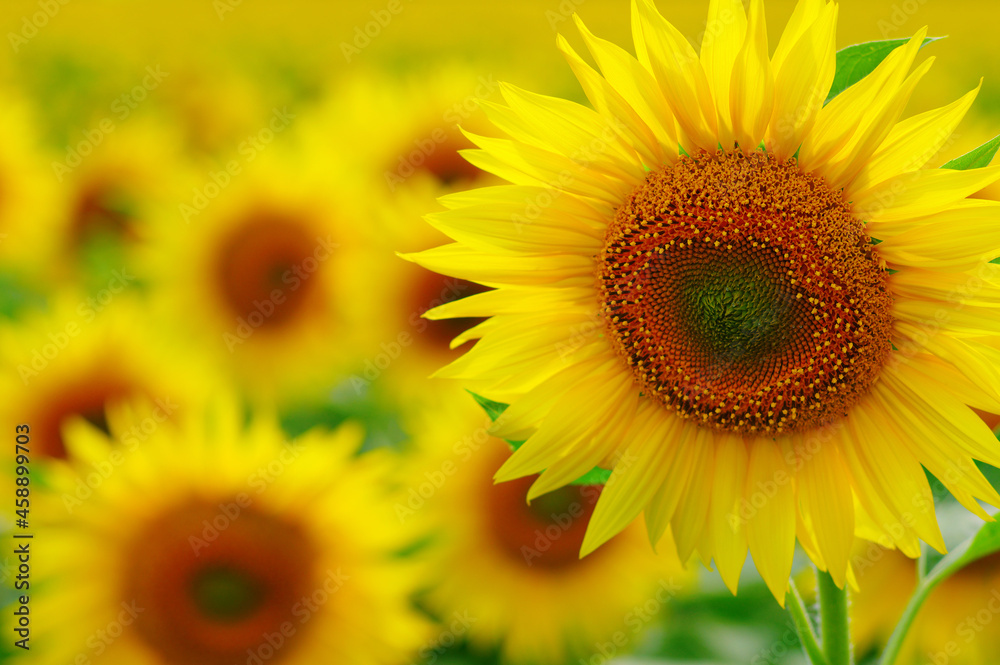 close-up sunflower in a field