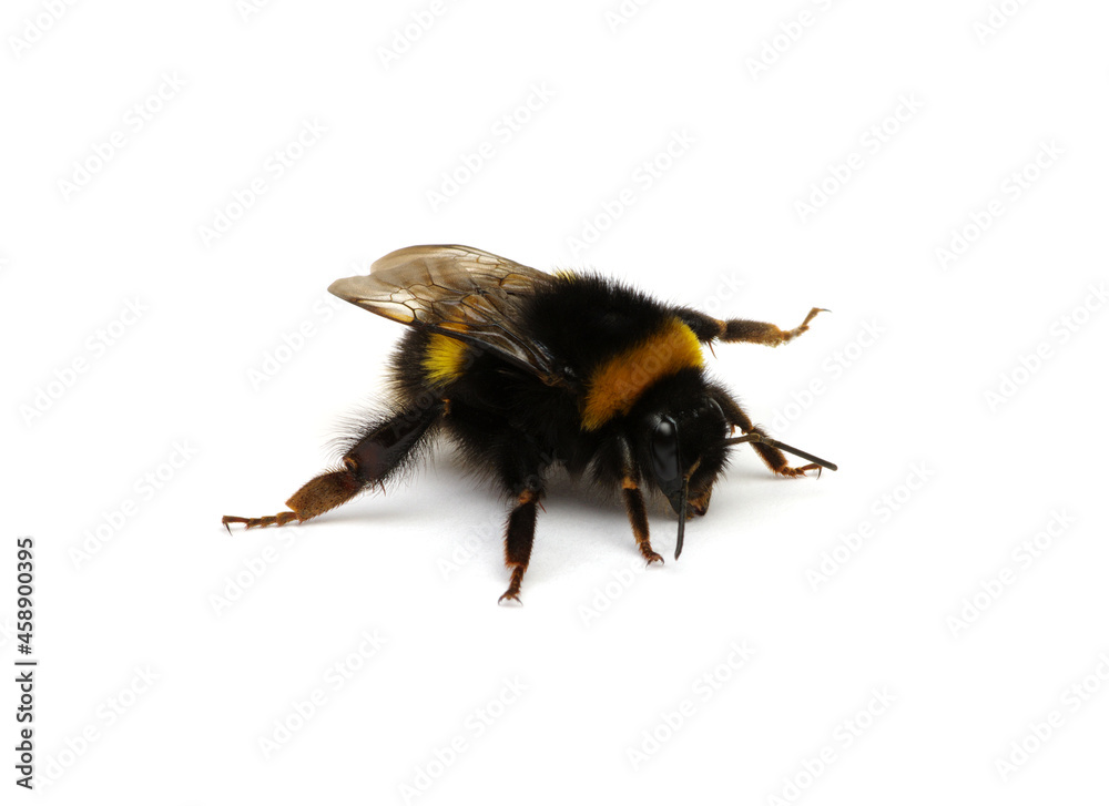 Buff tailed大黄蜂，Bombus，孤立于白色