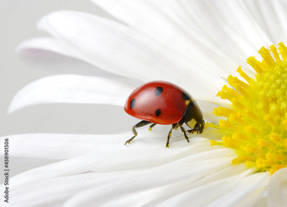 Ladybug on a flower