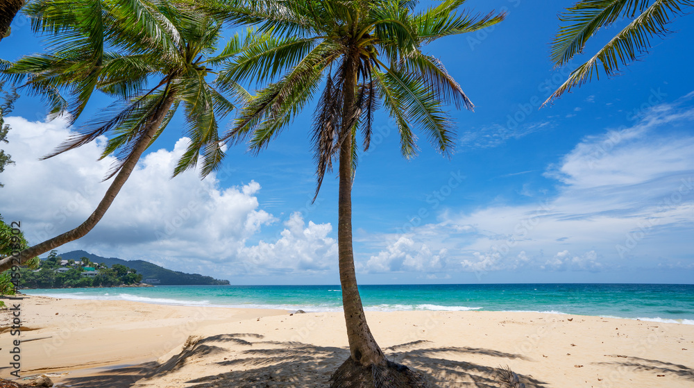 Palm and tropical beach beautiful summer background