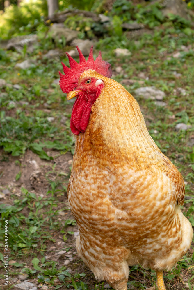 rooster and hens on a mountain farm