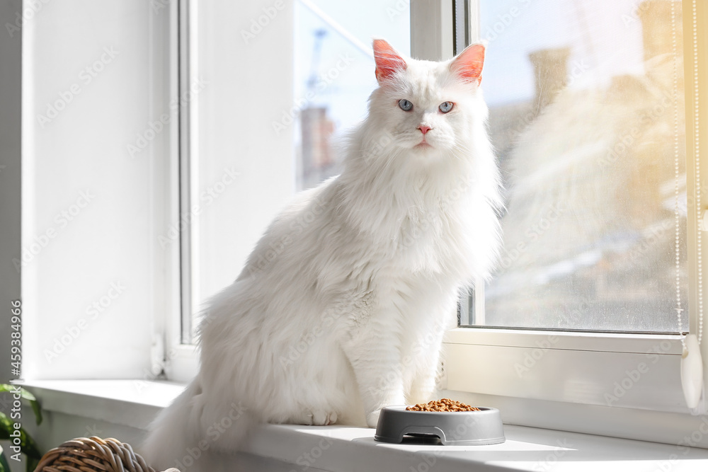 Cute cat and bowl with food on window sill