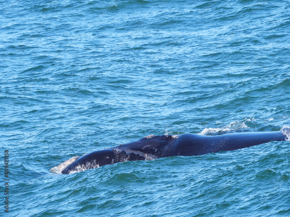 南露脊鲸（Eubalaena australis）。赫尔曼。鲸鱼海岸。奥弗伯格。西开普省。南非