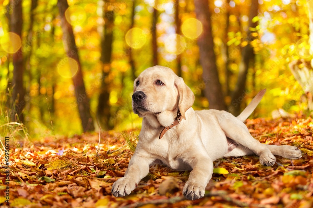 户外背景下的金毛寻回犬