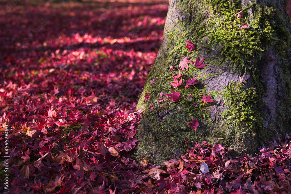 紅葉の赤い絨毯　散り紅葉