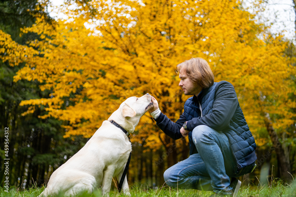 专注听话的拉布拉多犬在镜头前摆姿势的侧视图。阳光明媚的秋日