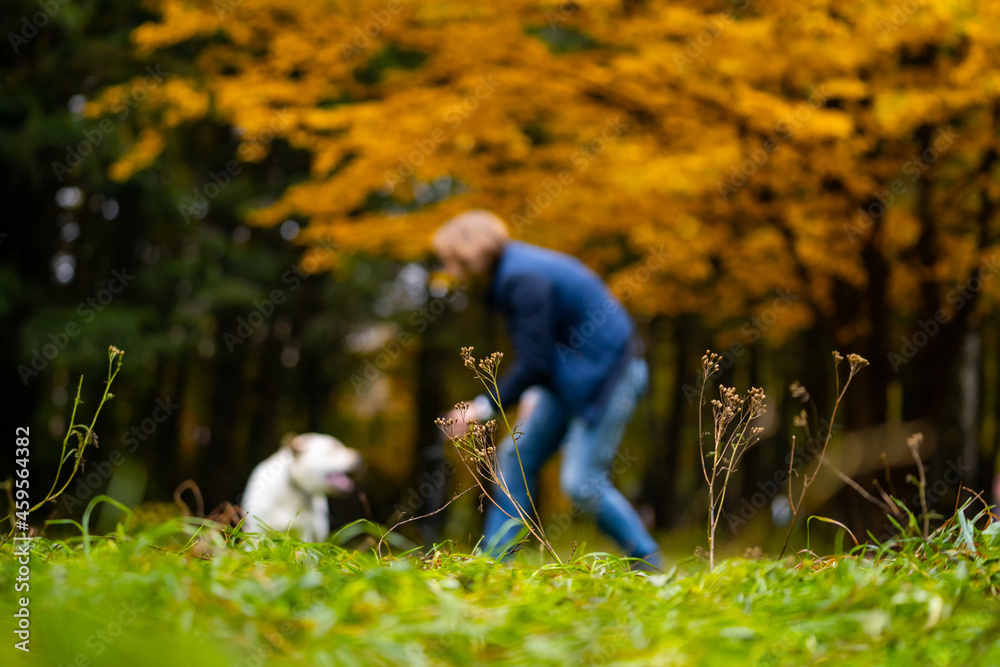 一名男子在公园里与一只缉毒犬玩耍。与主人一起饲养动物。金秋背景